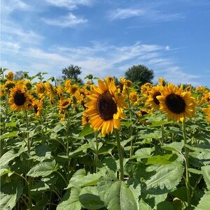 Meet your Posher, Aurora